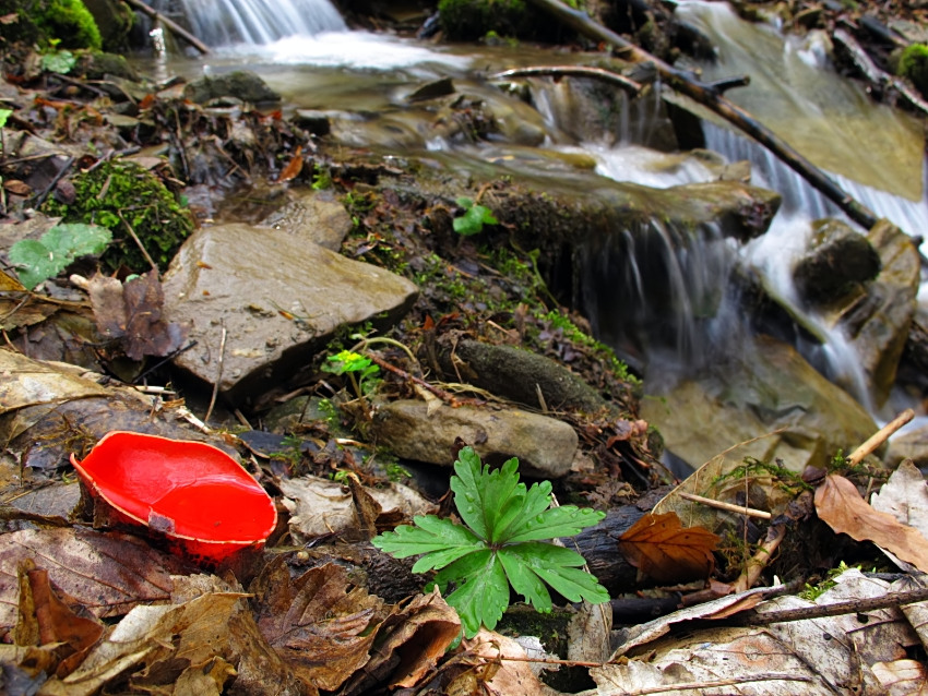 Sarcoscypha austriaca