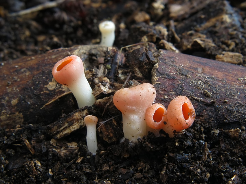 Sarcoscypha austriaca