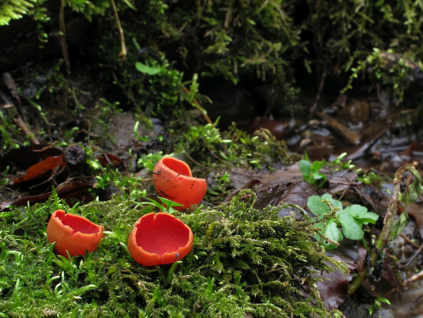 Sarcoscypha austriaca