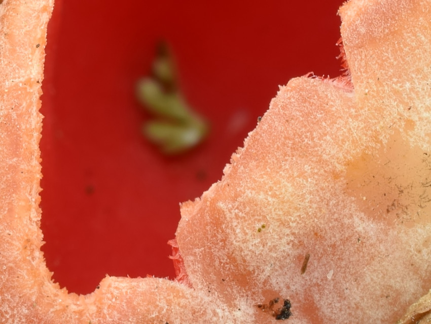 Sarcoscypha austriaca