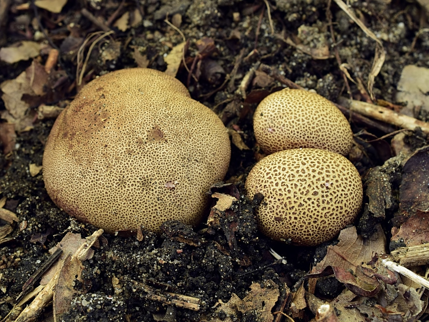 Scleroderma verrucosum