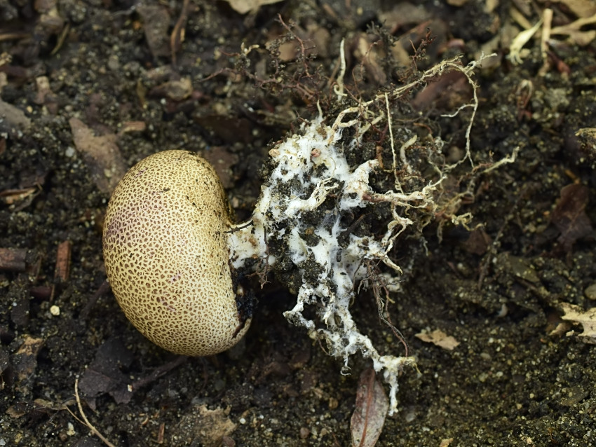 Scleroderma verrucosum