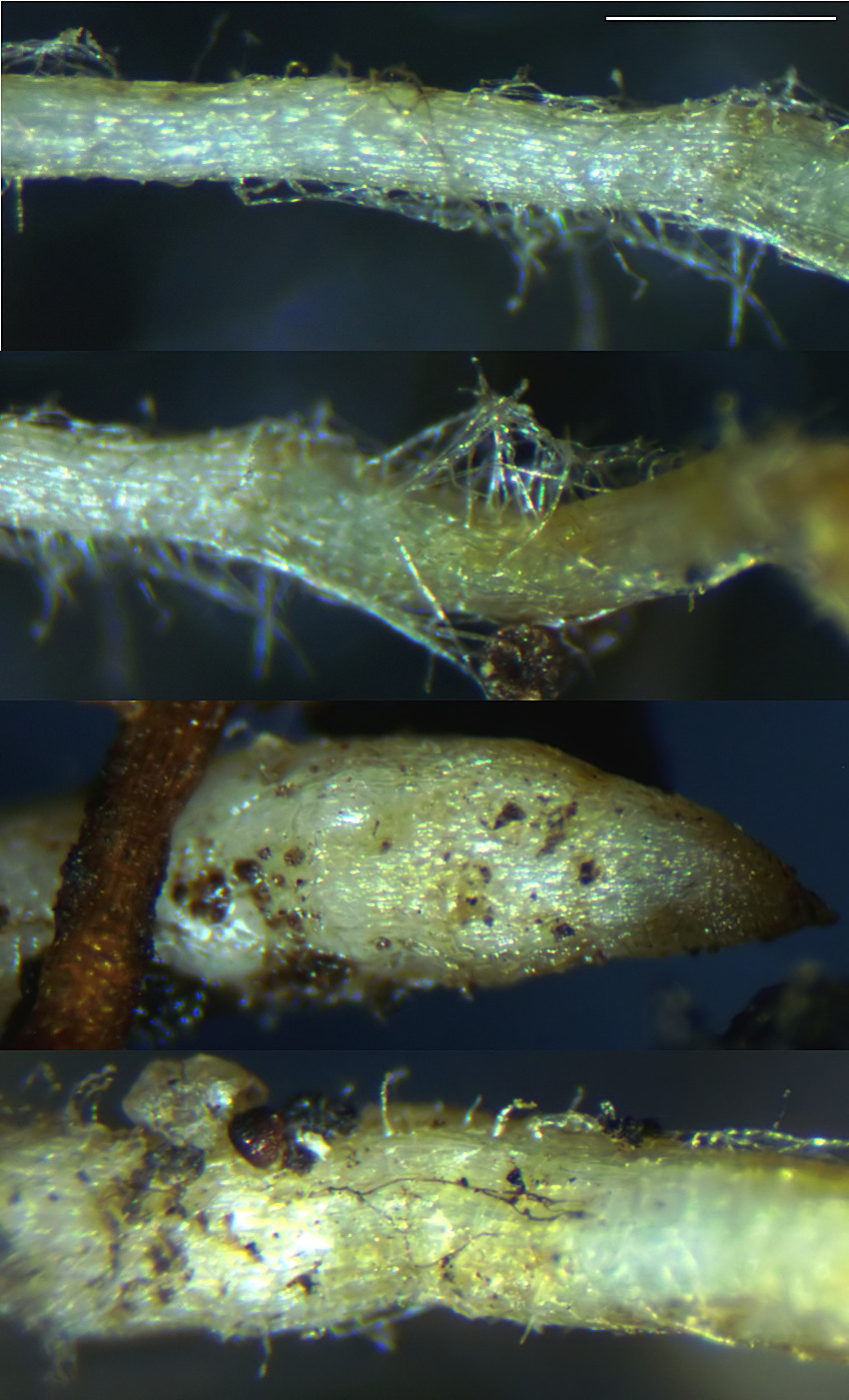 Scleroderma verrucosum