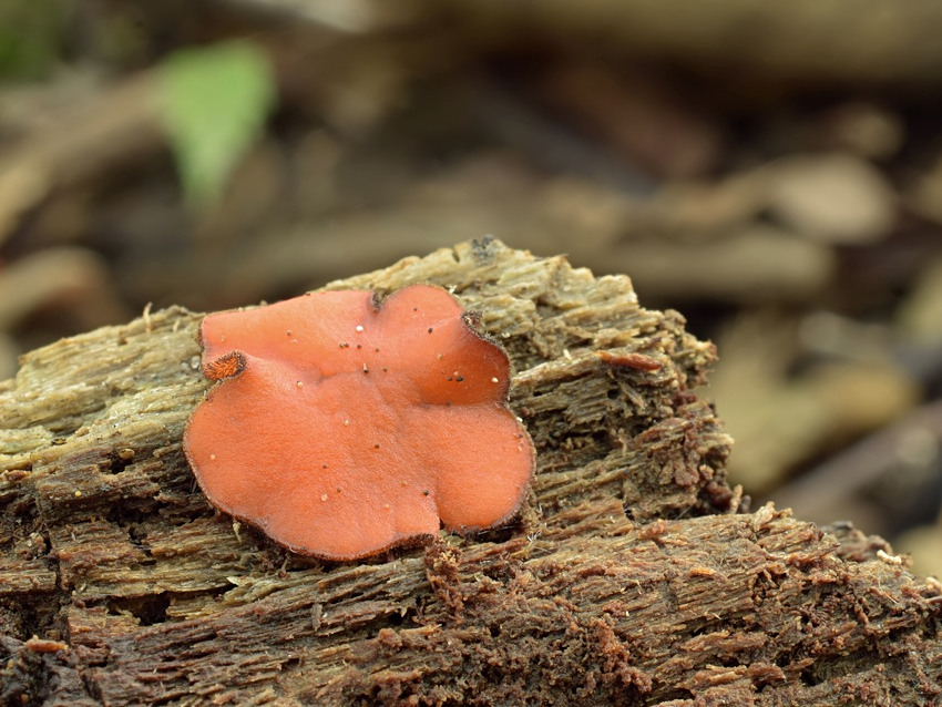 Scutellinia subhirtella