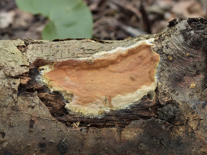 Scytinostroma portentosum