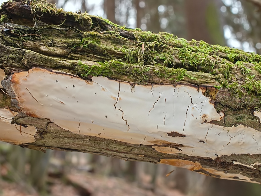 Scytinostroma portentosum