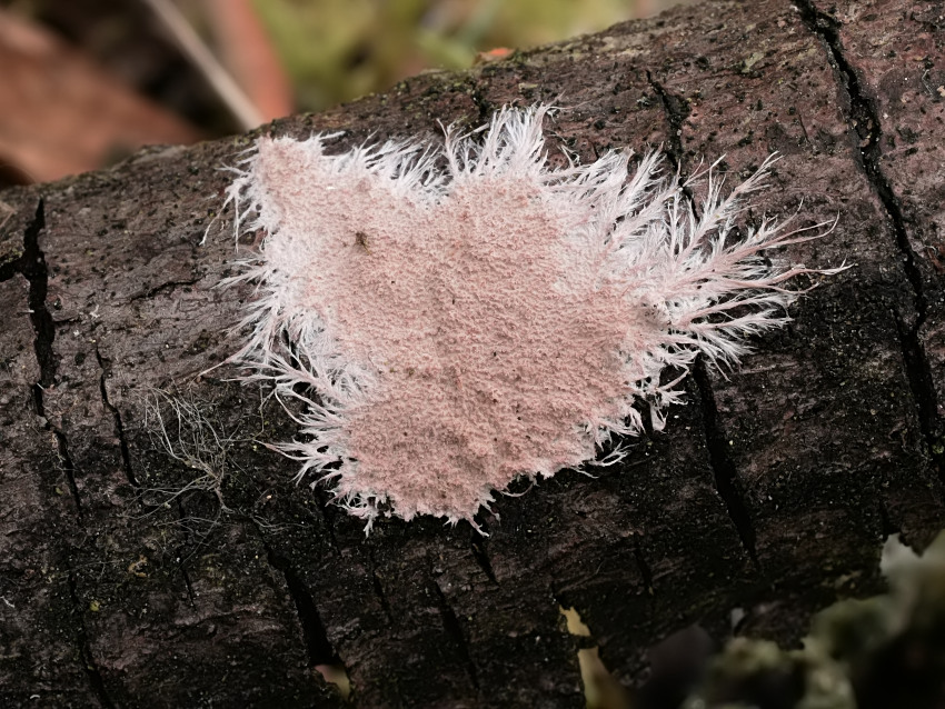 Steccherinum fimbriatum