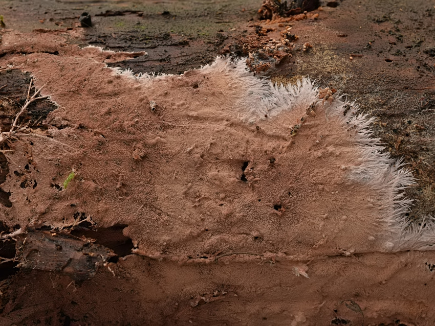 Steccherinum fimbriatum