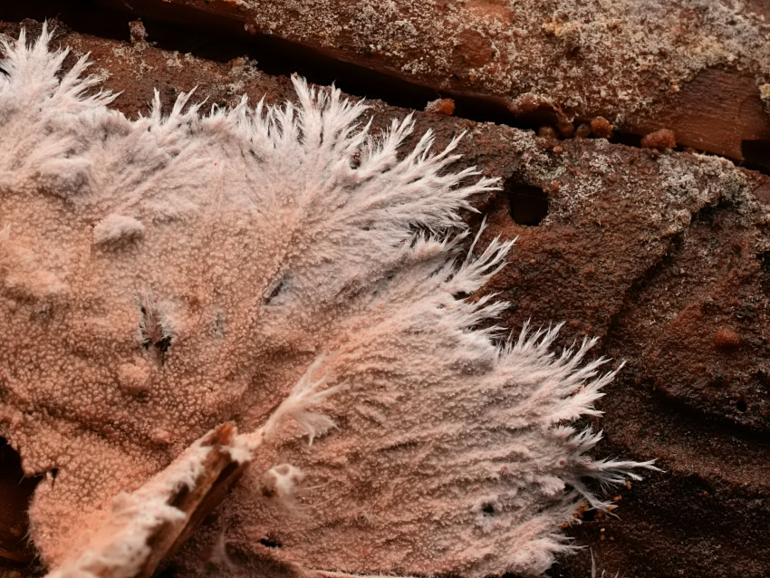 Steccherinum fimbriatum