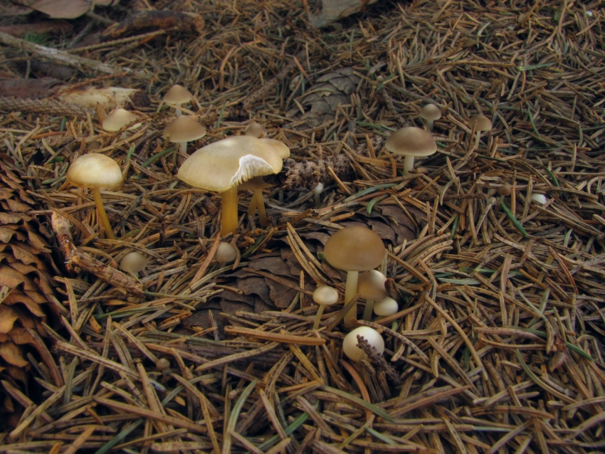 Strobilurus esculentus