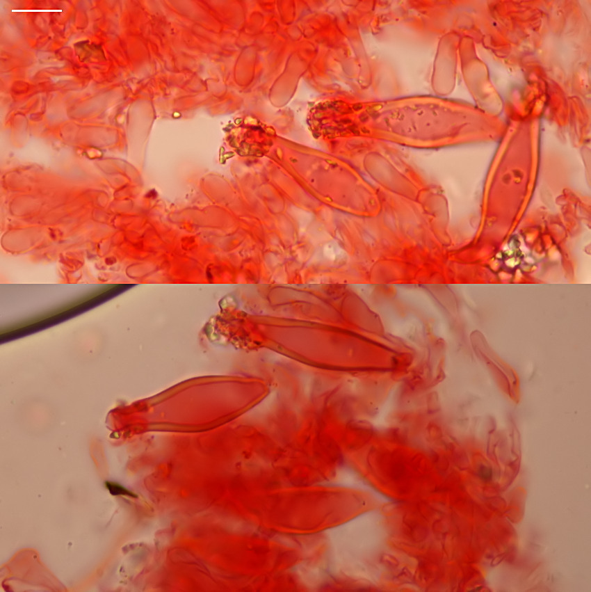 Strobilurus esculentus