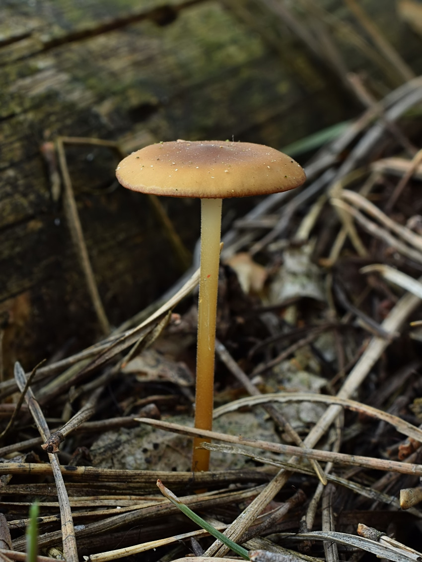 Strobilurus stephanocystis