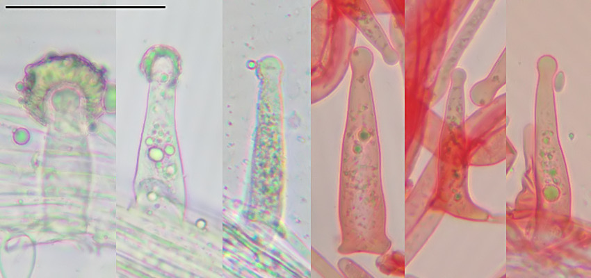 Strobilurus stephanocystis