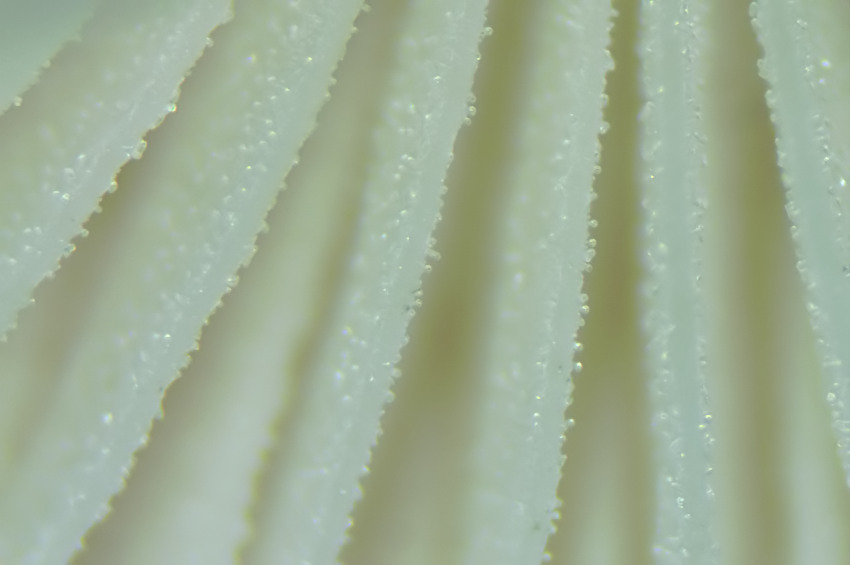 Strobilurus stephanocystis