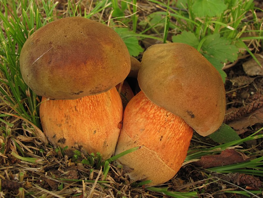 Suillellus luridus