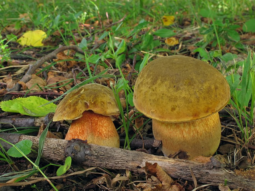 Suillellus luridus