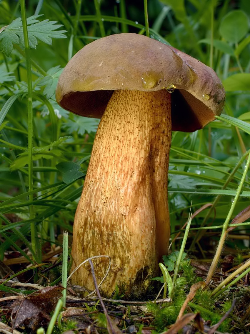 Suillellus luridus