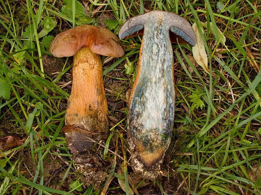 Suillellus luridus