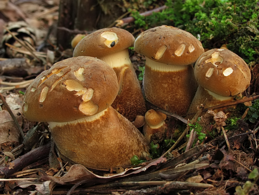 Tapinella atrotomentosa