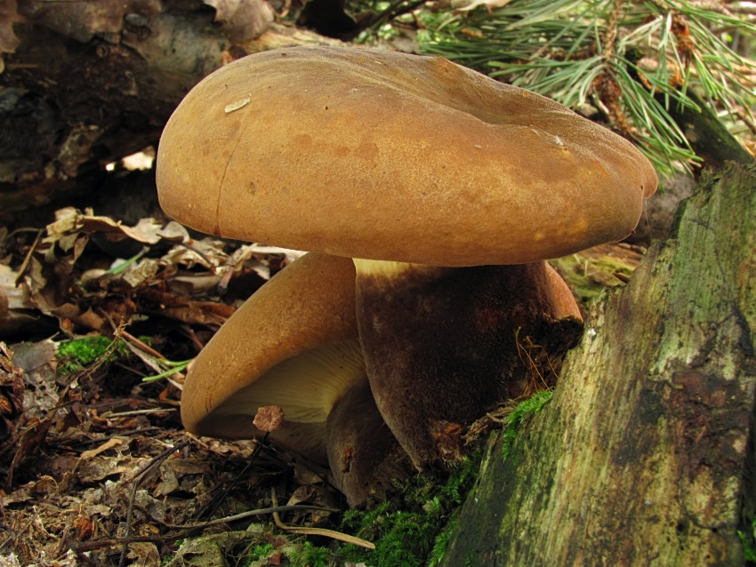 Tapinella atrotomentosa