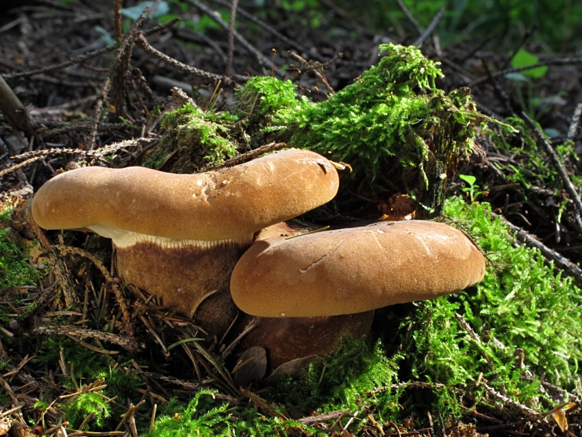 Tapinella atrotomentosa