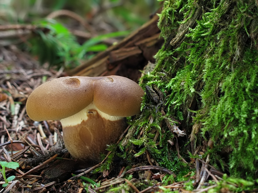 Tapinella atrotomentosa