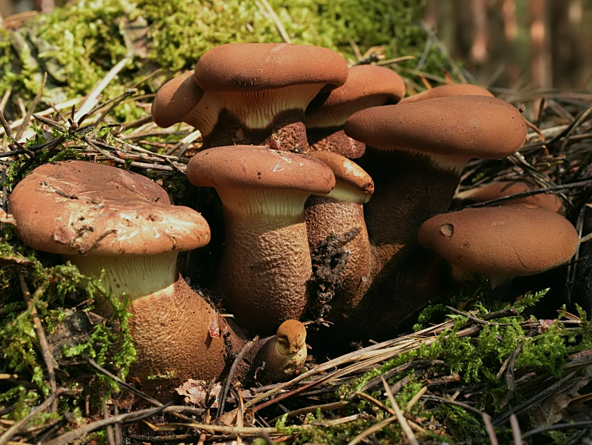 Tapinella atrotomentosa