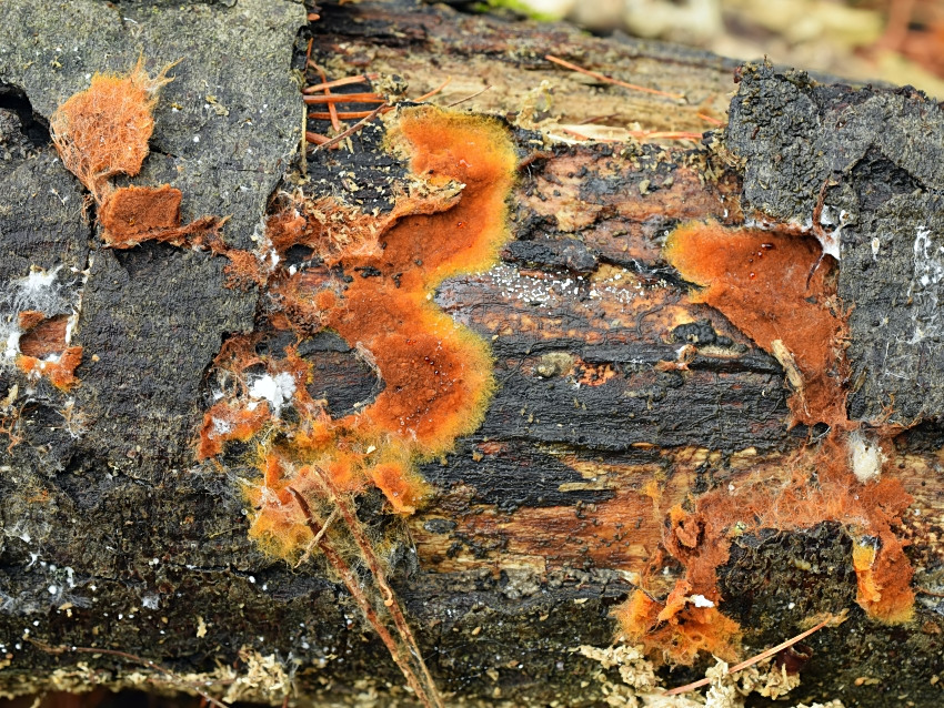 Tomentella umbrinospora