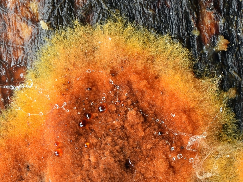 Tomentella umbrinospora