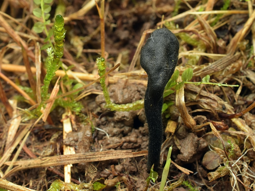 Trichoglossum hirsutum