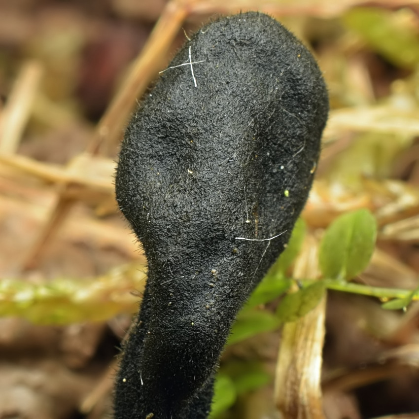 Trichoglossum hirsutum