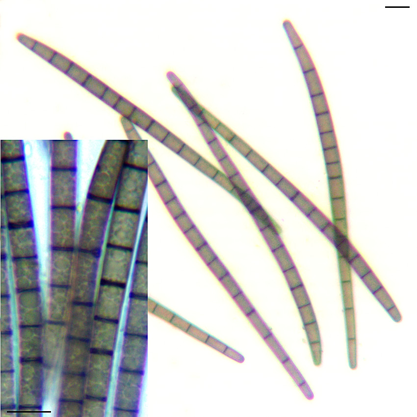 Trichoglossum hirsutum