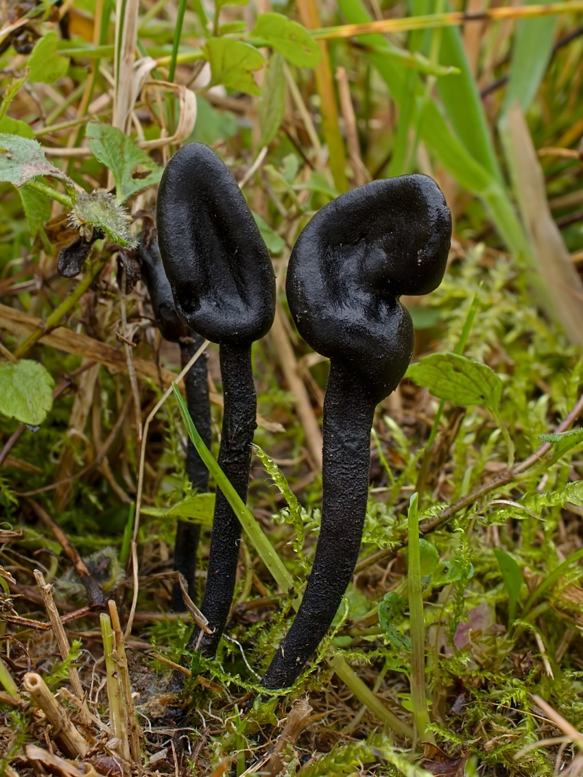 Trichoglossum hirsutum