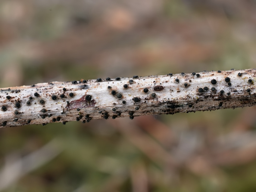 Trullula melanochlora