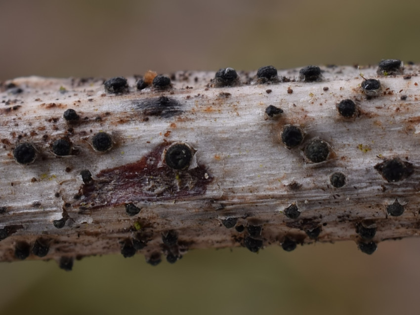 Trullula melanochlora