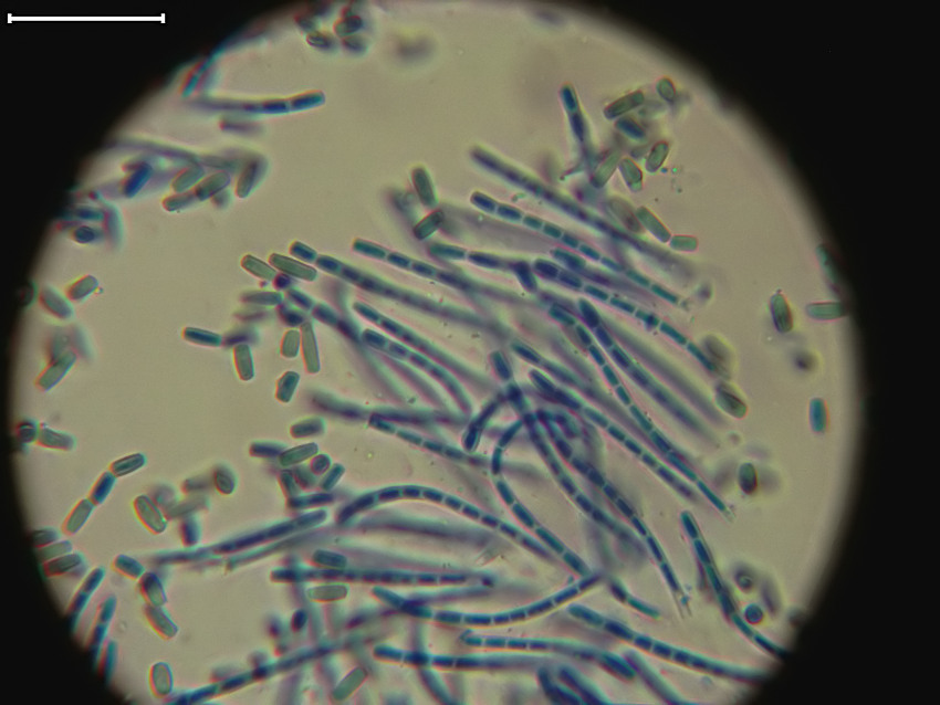 Trullula melanochlora