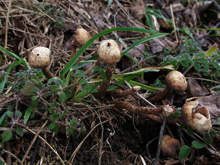 Tulostoma fulvellum
