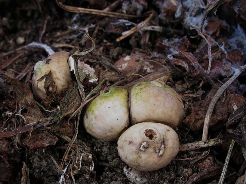 Tulostoma fulvellum