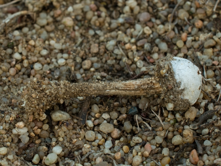 Tulostoma pulchellum