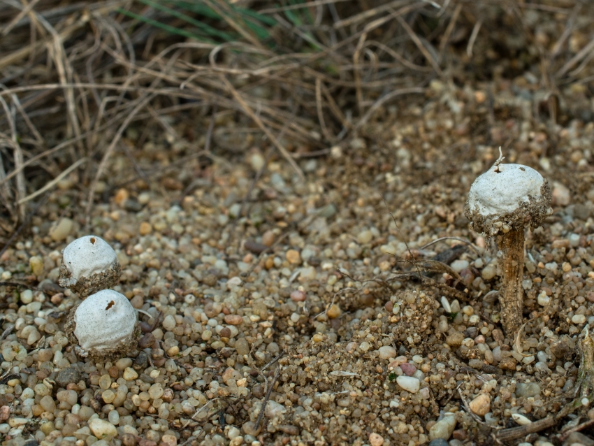 Tulostoma pulchellum