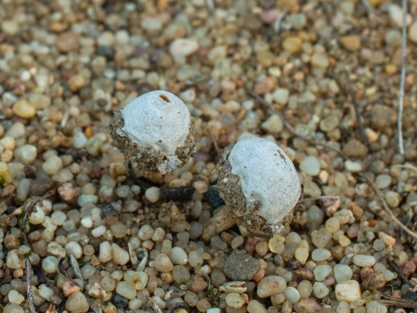 Tulostoma pulchellum