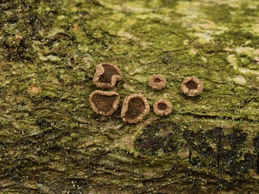 Velutarina rufo-olivacea