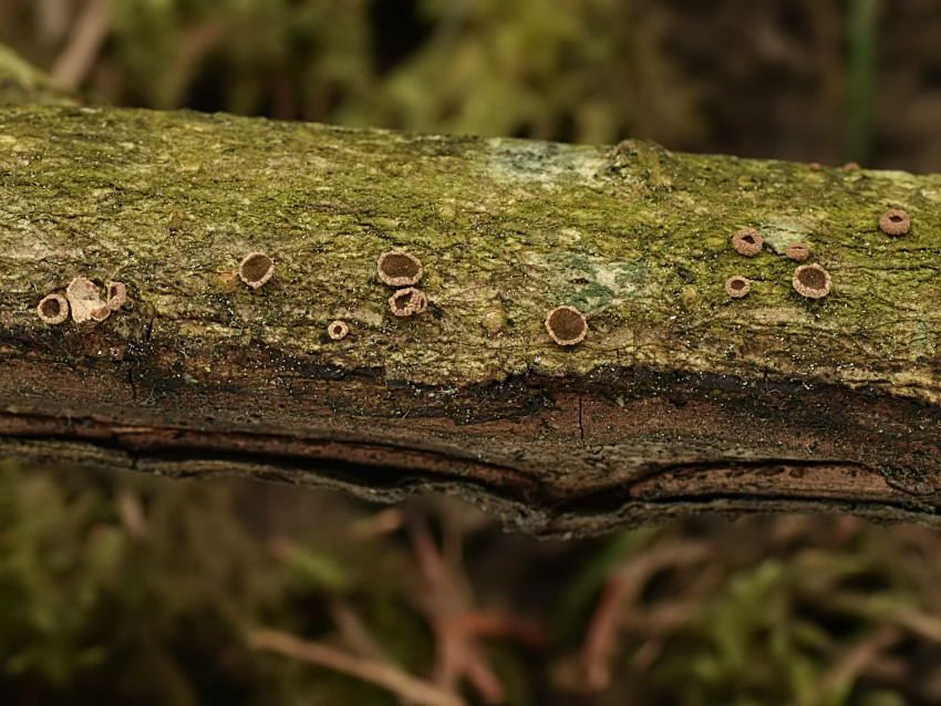 Velutarina rufo-olivacea