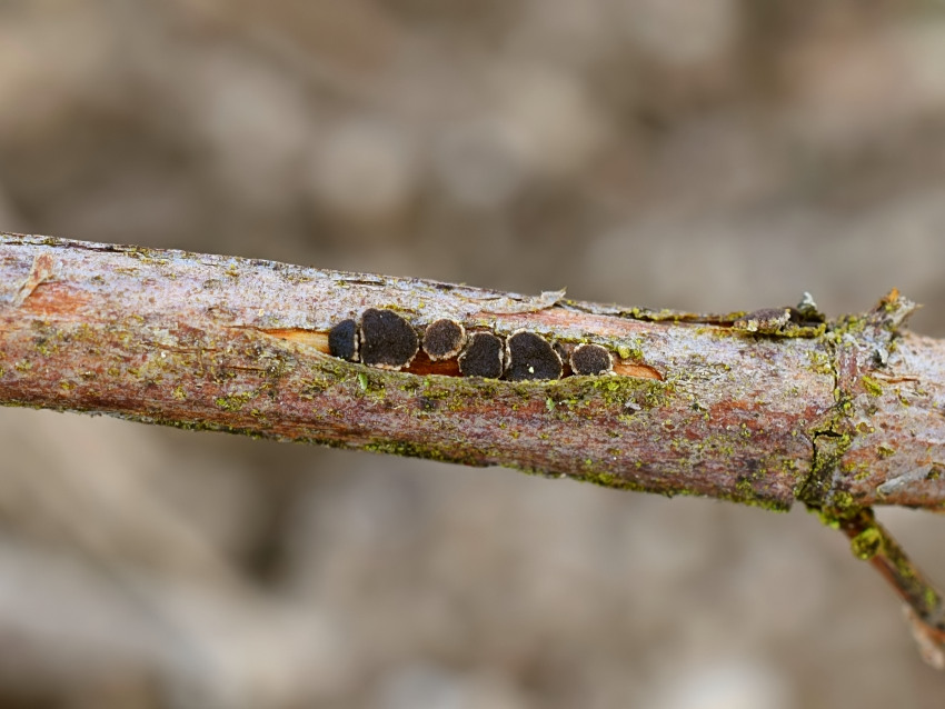Velutarina rufo-olivacea