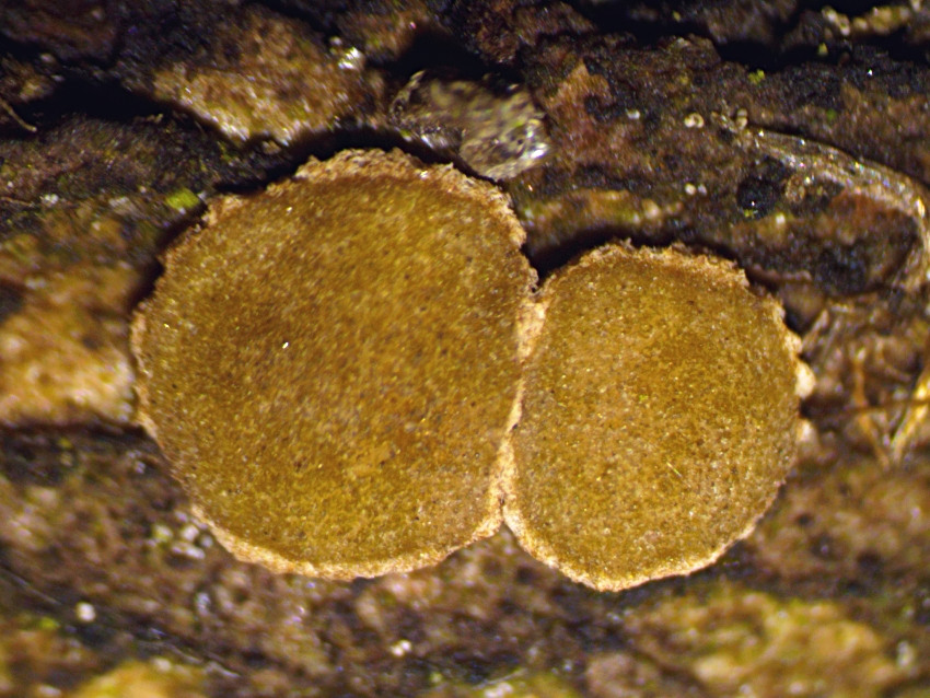 Velutarina rufo-olivacea