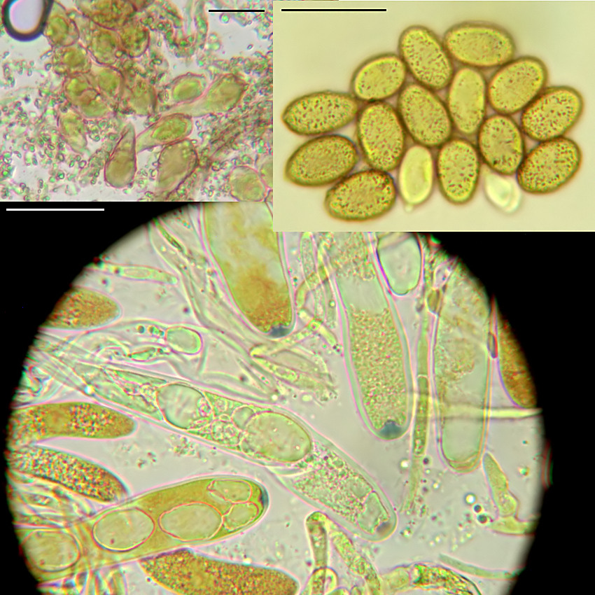 Velutarina rufo-olivacea