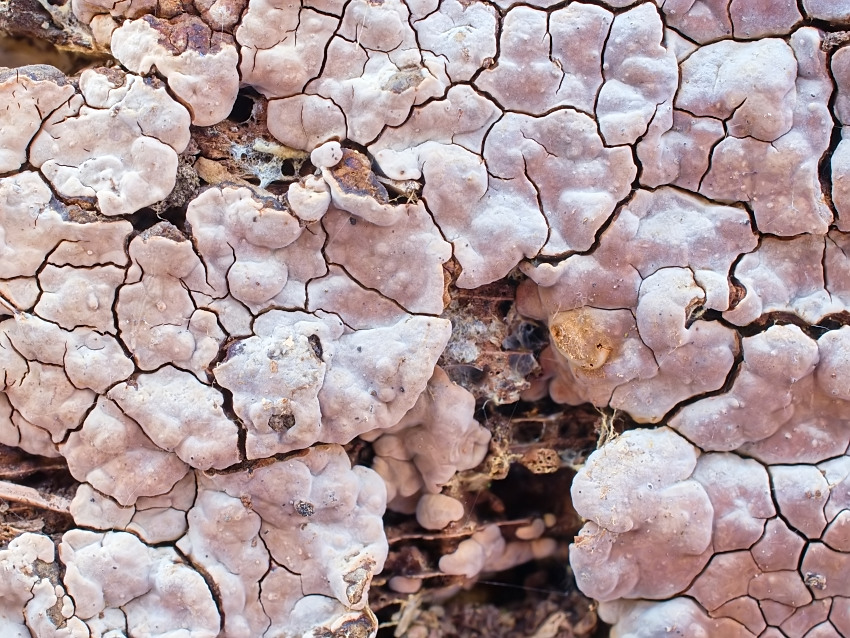 Xylobolus frustulatus