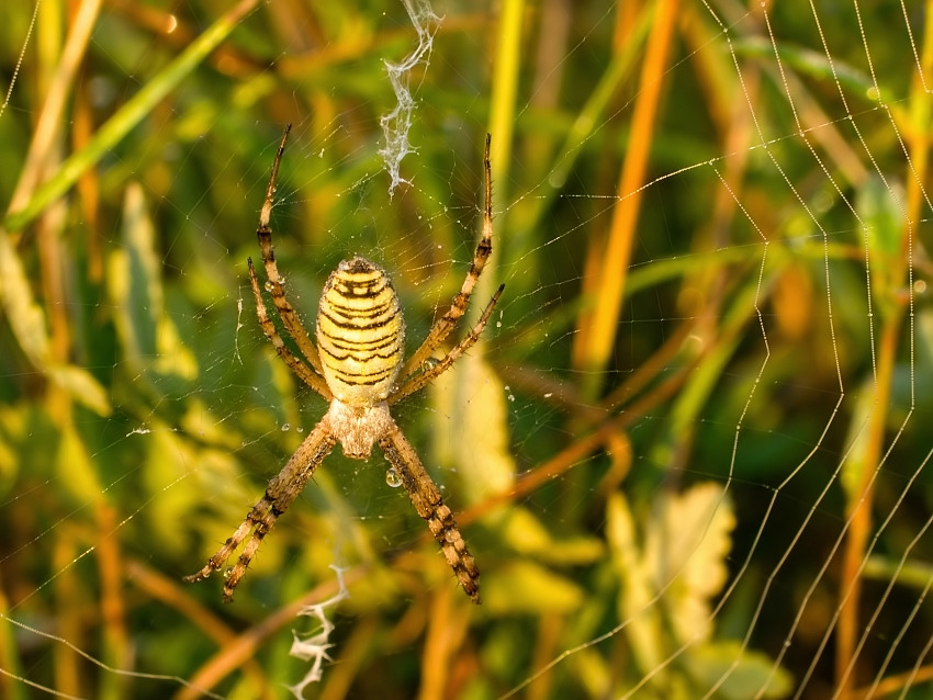 Argiope bruennichi