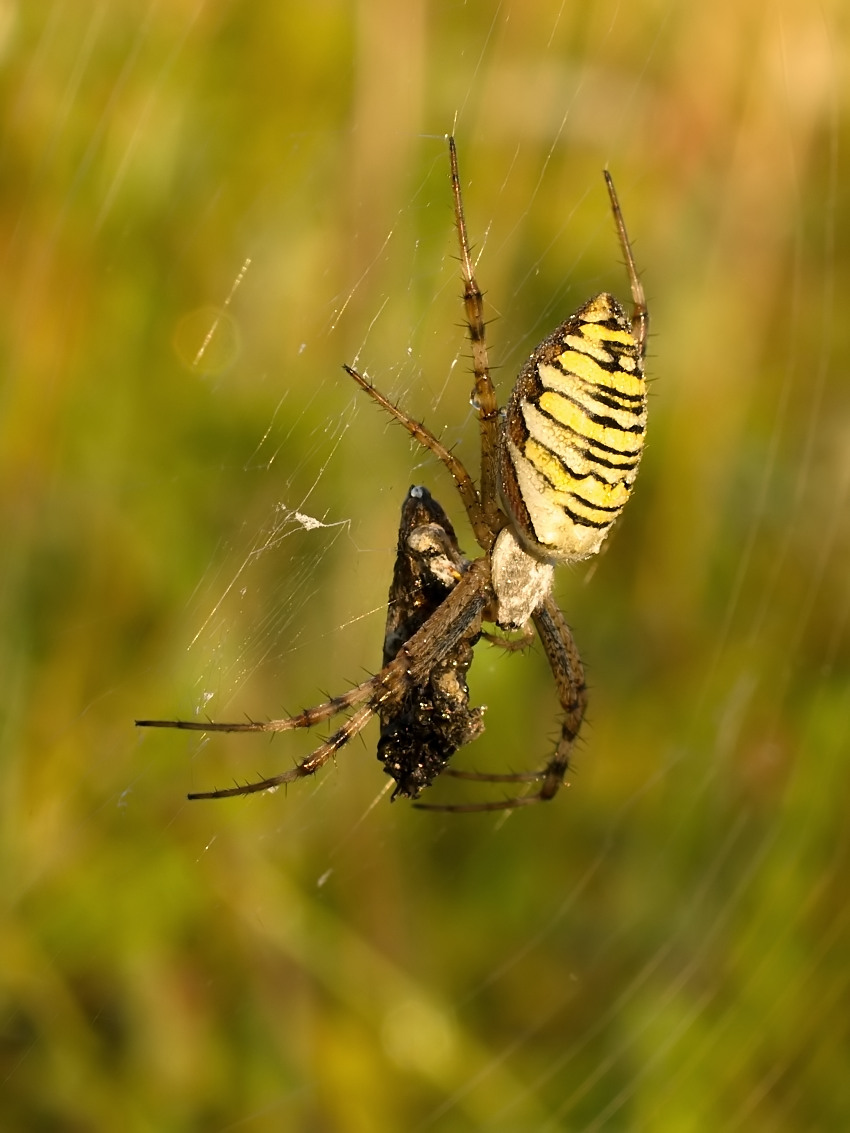Argiope bruennichi