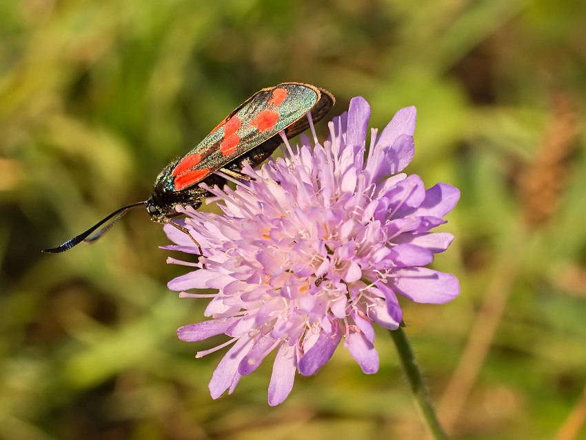 Zygaena angelicae